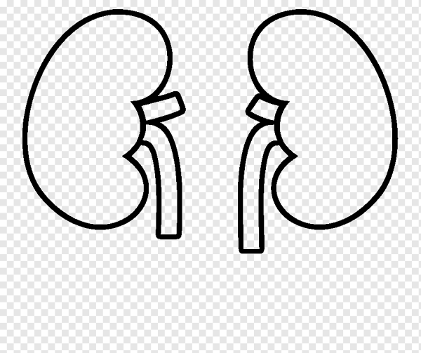 Почки раскраска