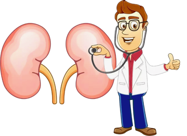 Почки врач