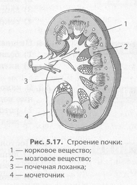 Внутреннее строение почки схема