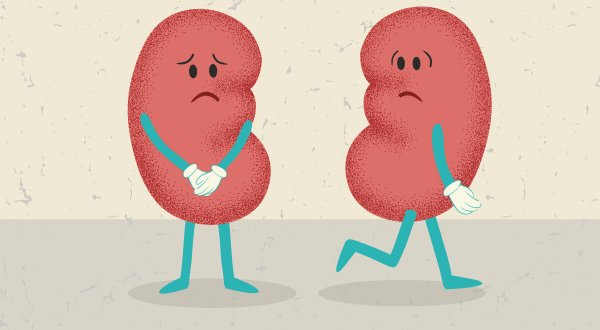 Почки человека анимация