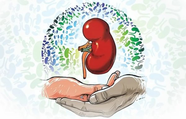 Берегите почки