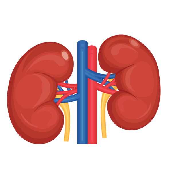 Почки анатомия