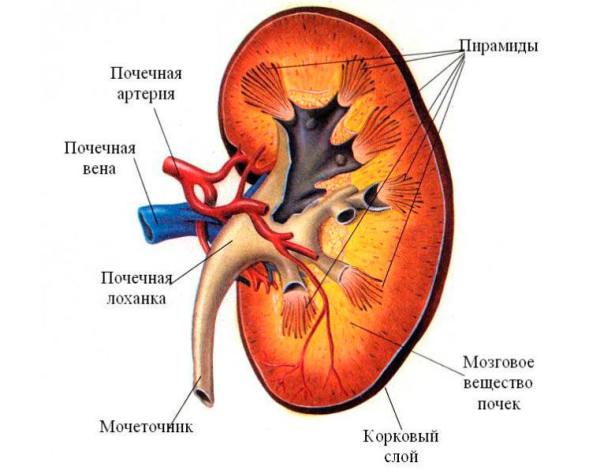 Строение почки рисунок