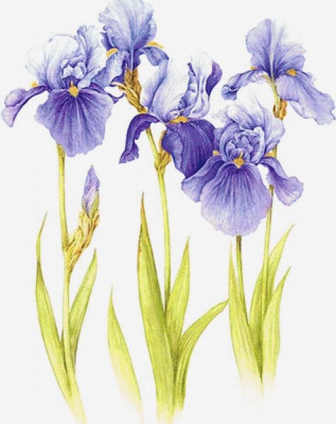 Скетч ирисы акварель
