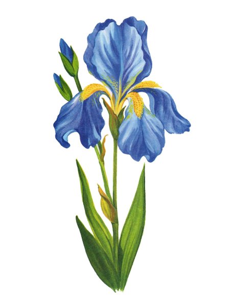 Ирис Касатик рисунок