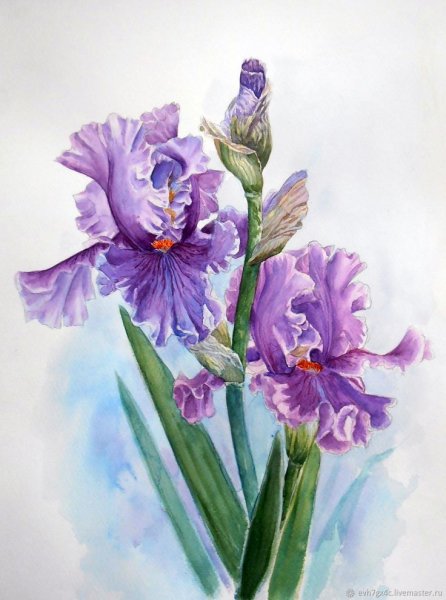 Ирис Сибирский чб