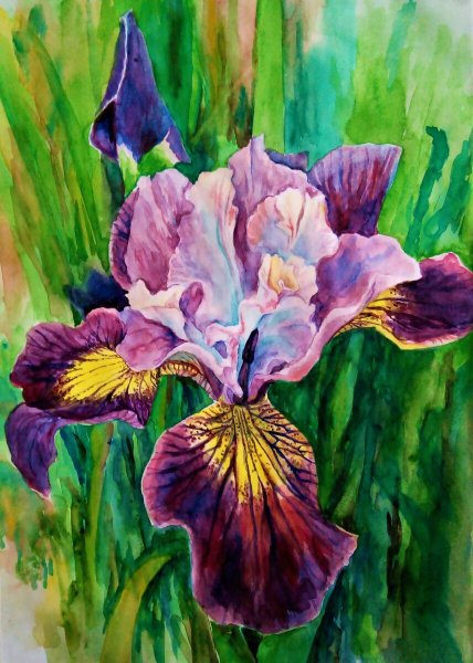 Жёлтый Ирис