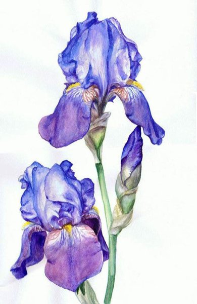 Ирисы акварельными карандашами