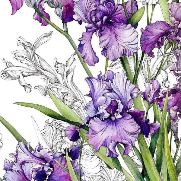 Ирисы Ботаническая живопись