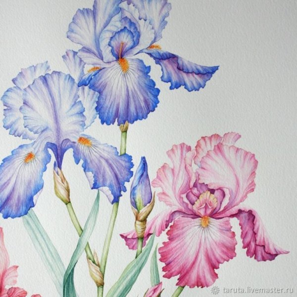 Сиреневый Ирис цветными карандашами
