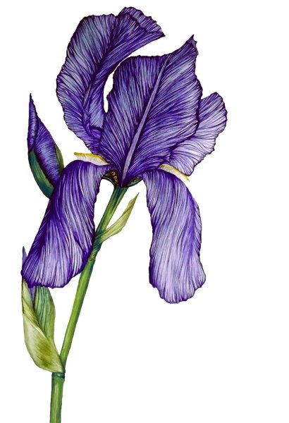 Ирисы Энн Мортимер