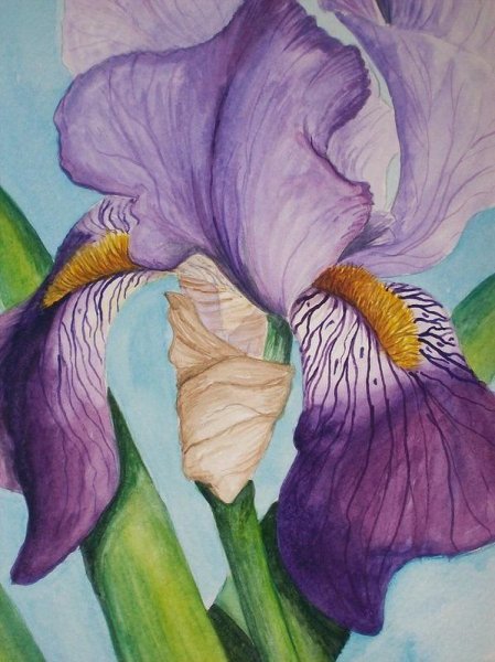 Ирис stylized