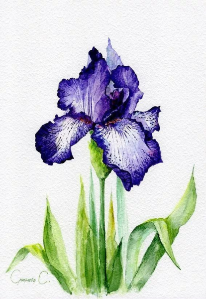 Ирисы цветными карандашами