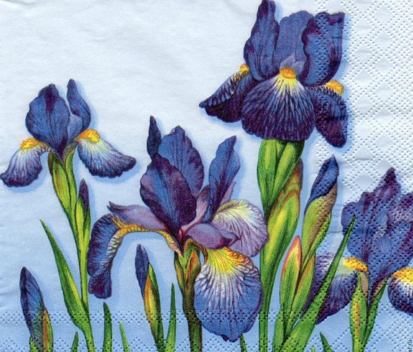 Ирис скетч акварель