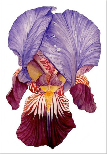 Ирисы скетчинг