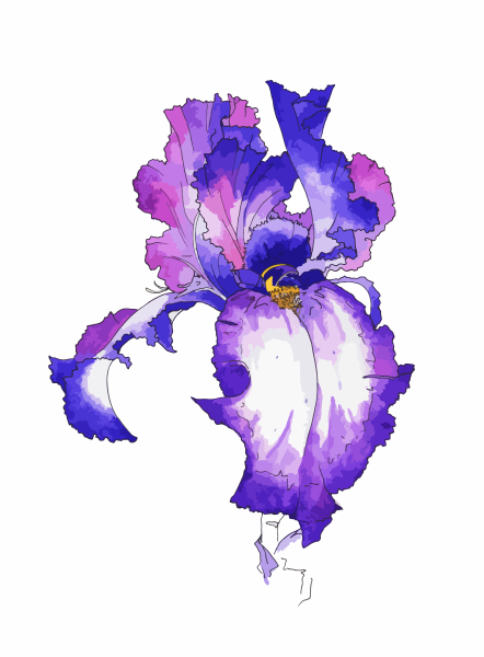 Ирис карандашом