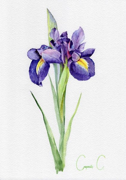 Ирис ботаника акварель