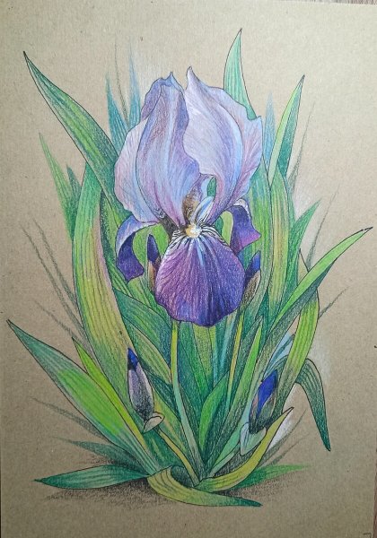 Салфетка для декупажа ирисы