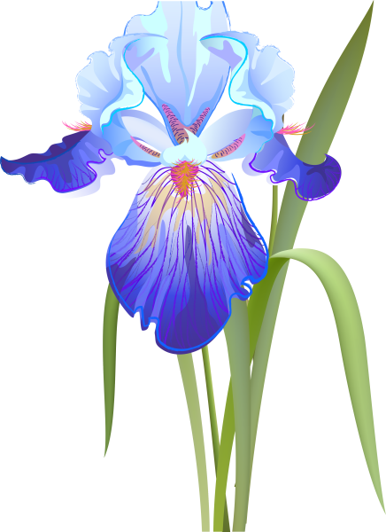 Ирисы арт