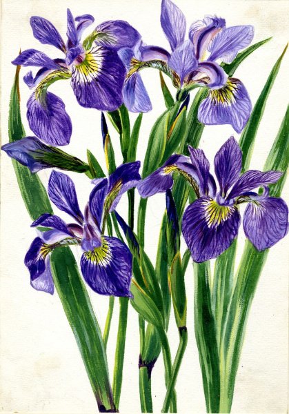 Ирис Сибирский чб