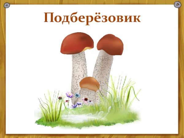 Подберезовик гриб для детей