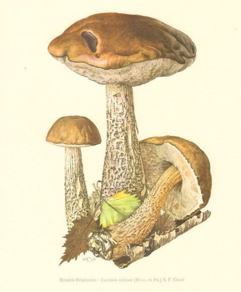 Подберезовик гриб для детей