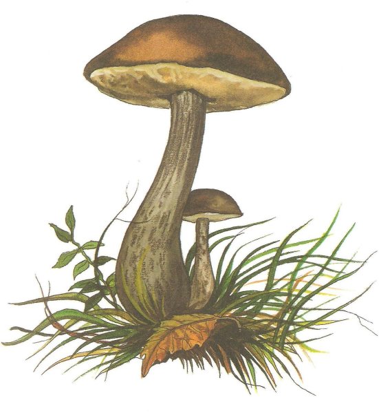 Подосиновик для детей