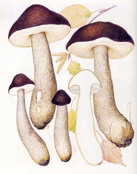 Подберезовик гриб на прозрачном фоне