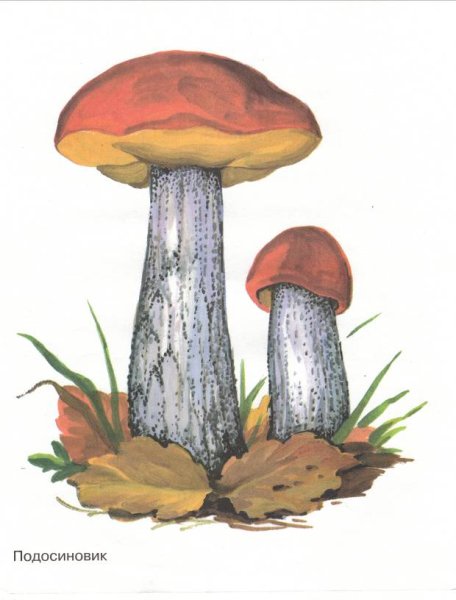 Подберезовик гриб