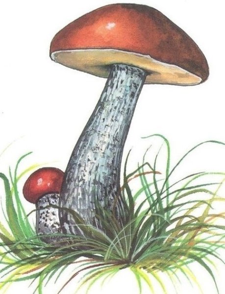 Подберезовик рисунок для детей