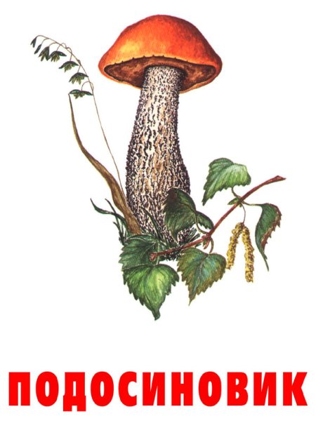 Подберезовик Ботаническая иллюстрация