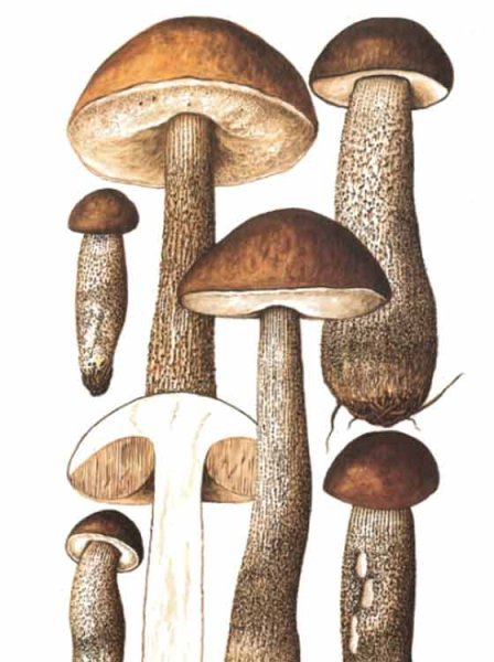 Строение подберезовика