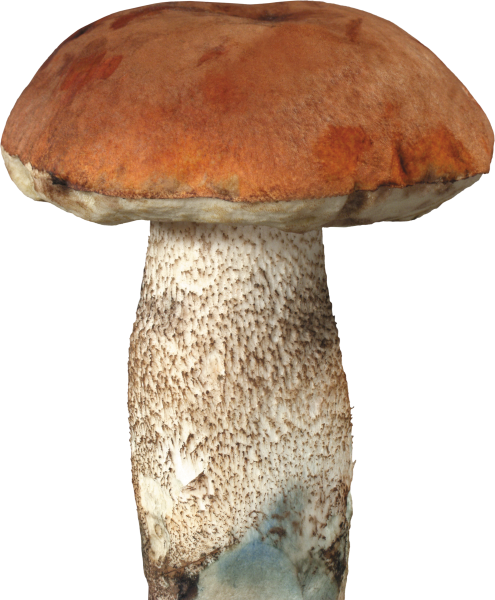 Подберёзовик белый гриб на белом фоне