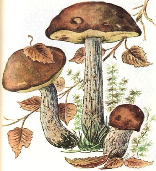 Рисование гриб подберезовик