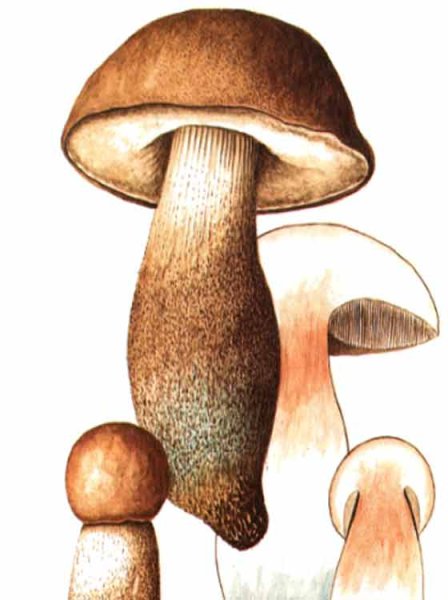 Подберезовик гриб