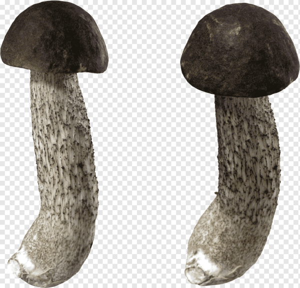 Подберезовик гриб для детей