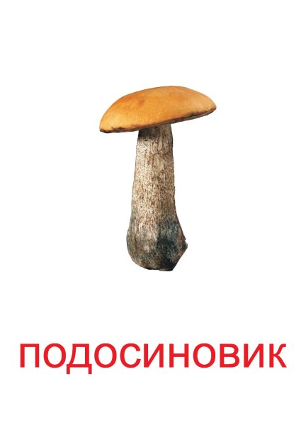 Гриб подосиновик на белом фоне