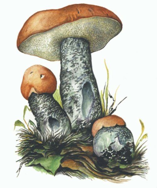 Гриб подберезовик маска для детей