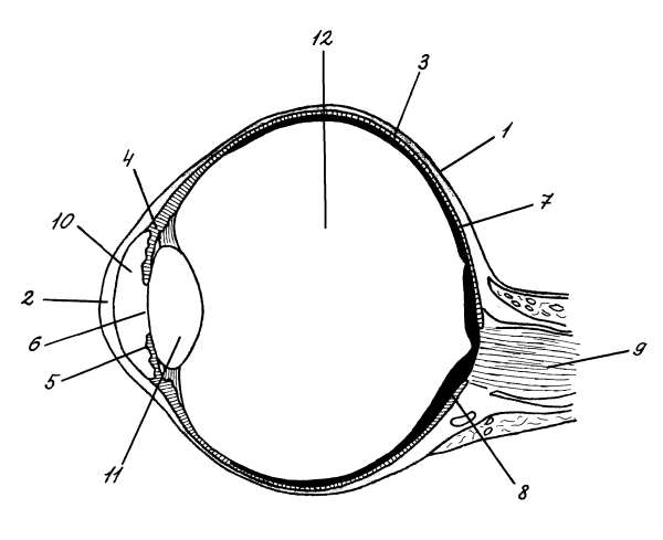 Строение зрительного анализатора глазное яблоко