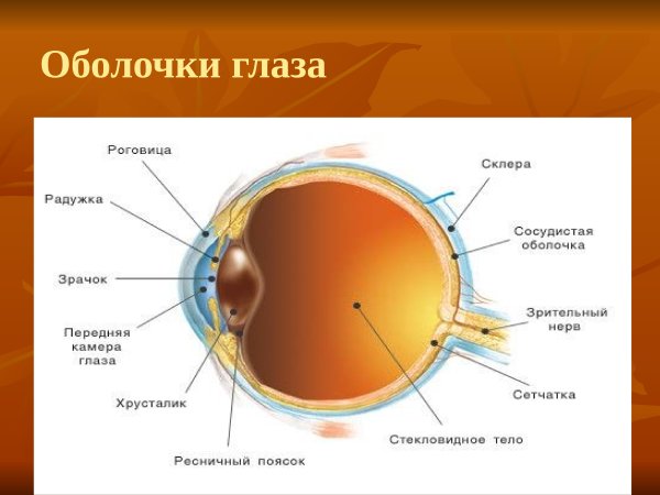 Строение анализатора глаза