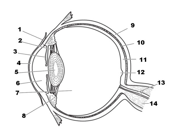 Строение зрительного анализатора без подписей