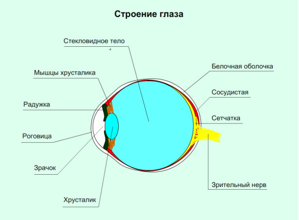 Строение зрительного анализатора глазное яблоко