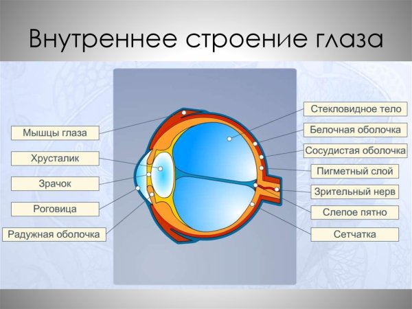 Схема строения глазного анализатора