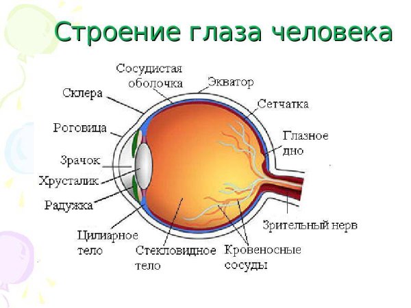 Внутреннее строение глаза человека схема