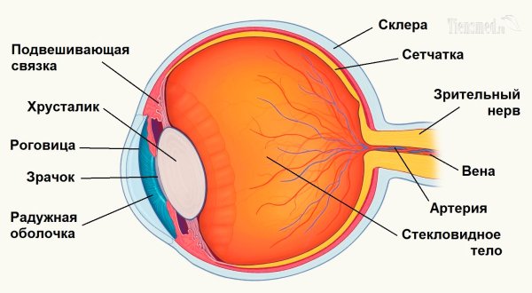 Строение глаза сетчатка роговица хрусталик
