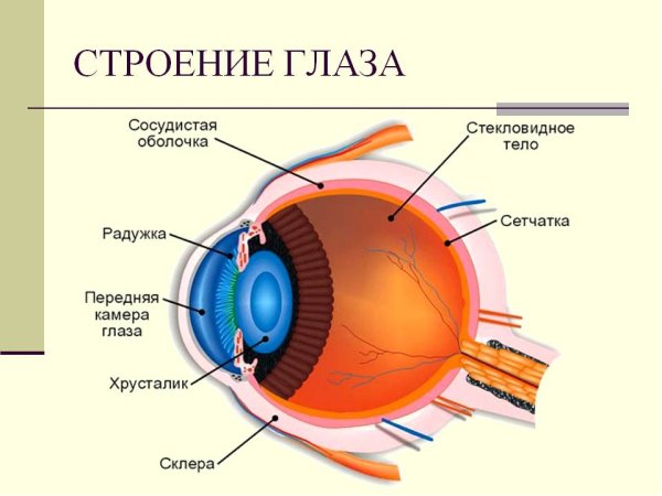Строение глаза человека анатомия