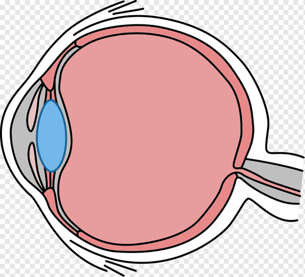 Строение глаза