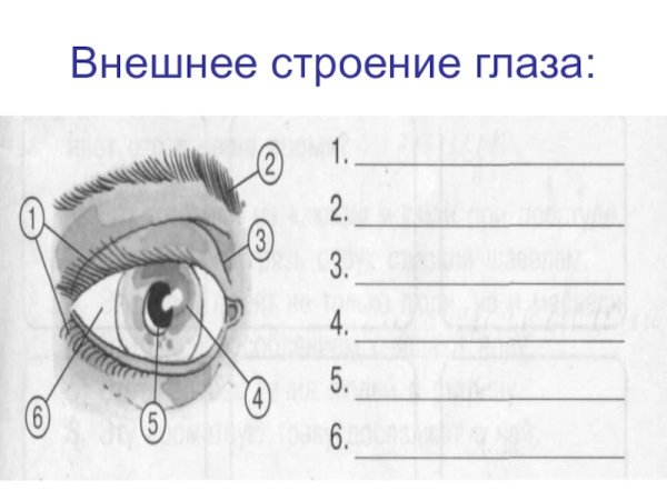 Внешнее строение глаза человека схема