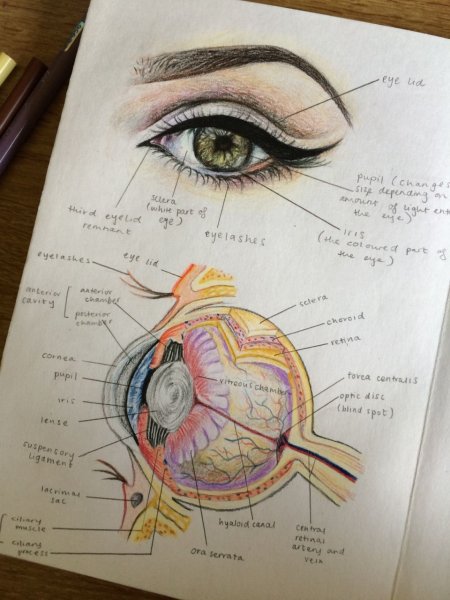 Глаз анатомия рисунок