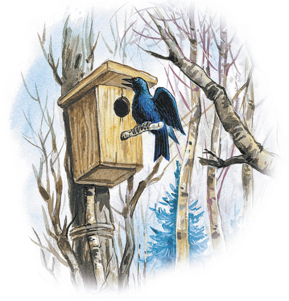 Василий Белов скворцы скворечник